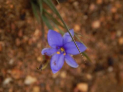 Aristea pusilla (Aristea pusilla)