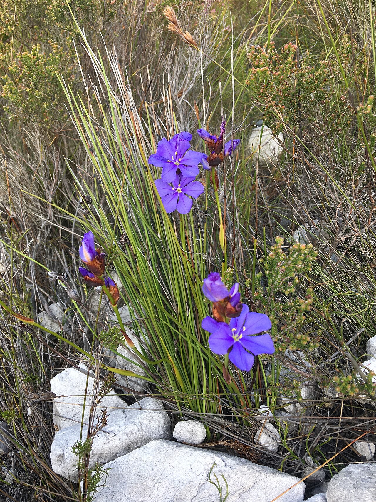 Aristea racemosa: Aristea racemosa, habit, oblique view
