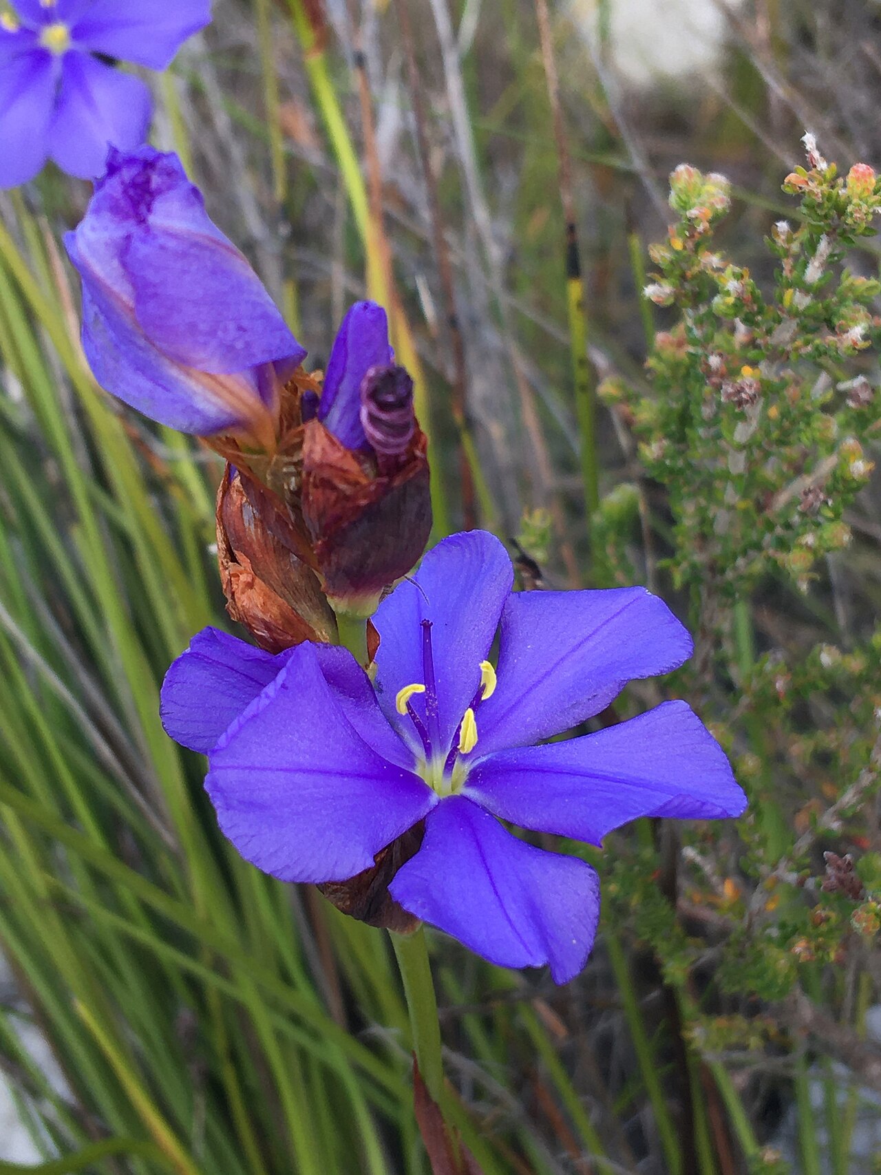 Aristea racemosa: Aristea racemosa, flower clusters