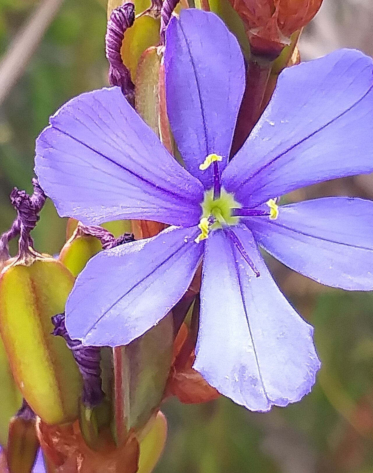 Aristea racemosa: Aristea racemosa, flower frontal view