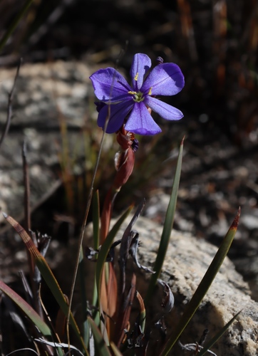 Aristea racemosa (Aristea racemosa)