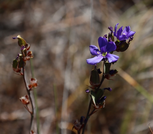 Aristea racemosa (Aristea racemosa)