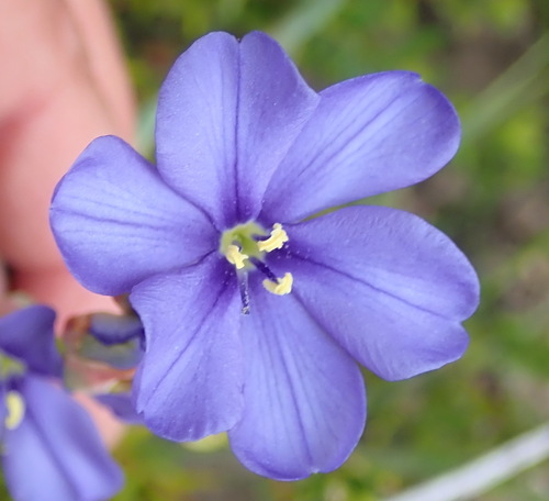 Aristea racemosa (Aristea racemosa)