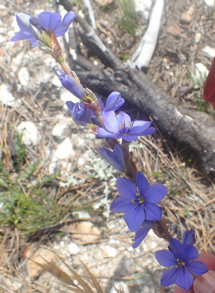 Aristea racemosa (Aristea racemosa)