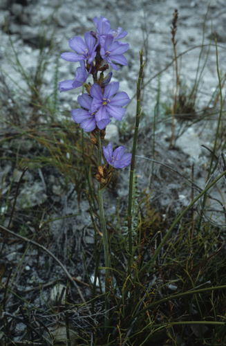 Aristea racemosa (Aristea racemosa)