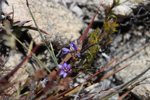 Aristea racemosa (Aristea racemosa)