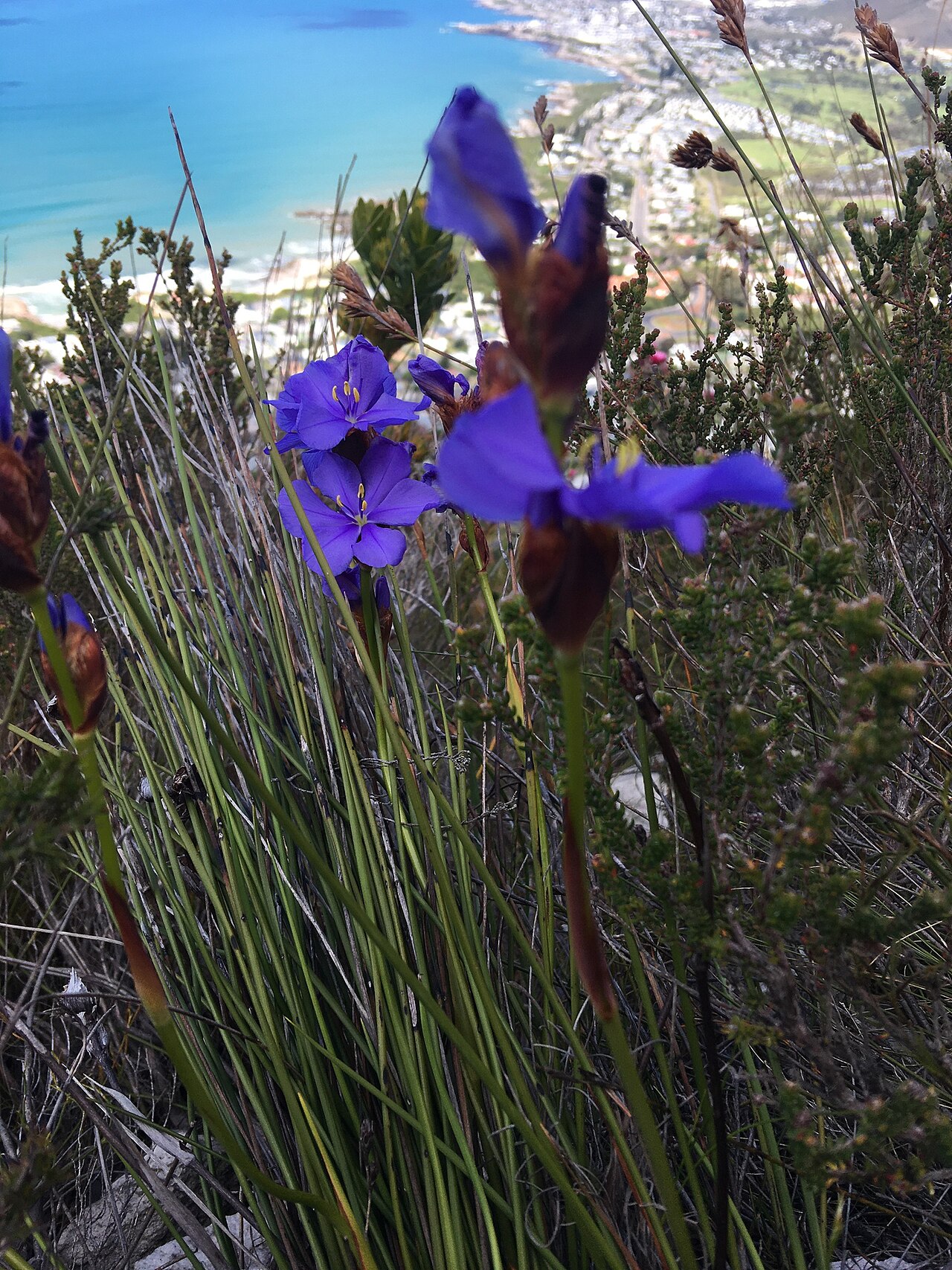 Aristea racemosa: Aristea racemosa, habit