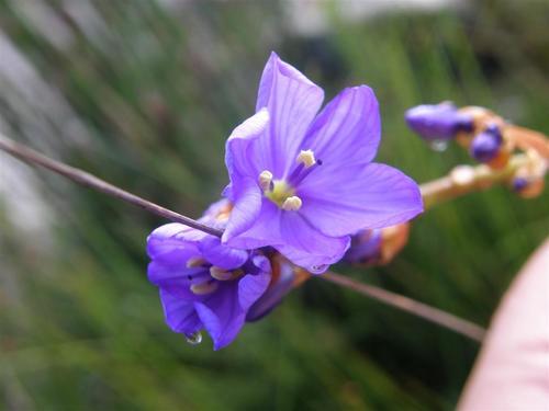 Aristea racemosa (Aristea racemosa)
