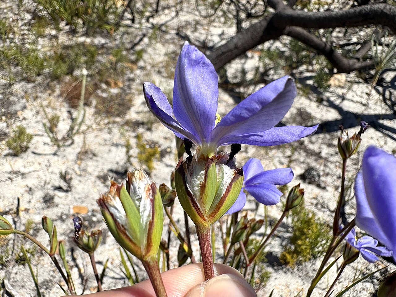 Aristea recisa: Aristea recisa, flower cluster from the side