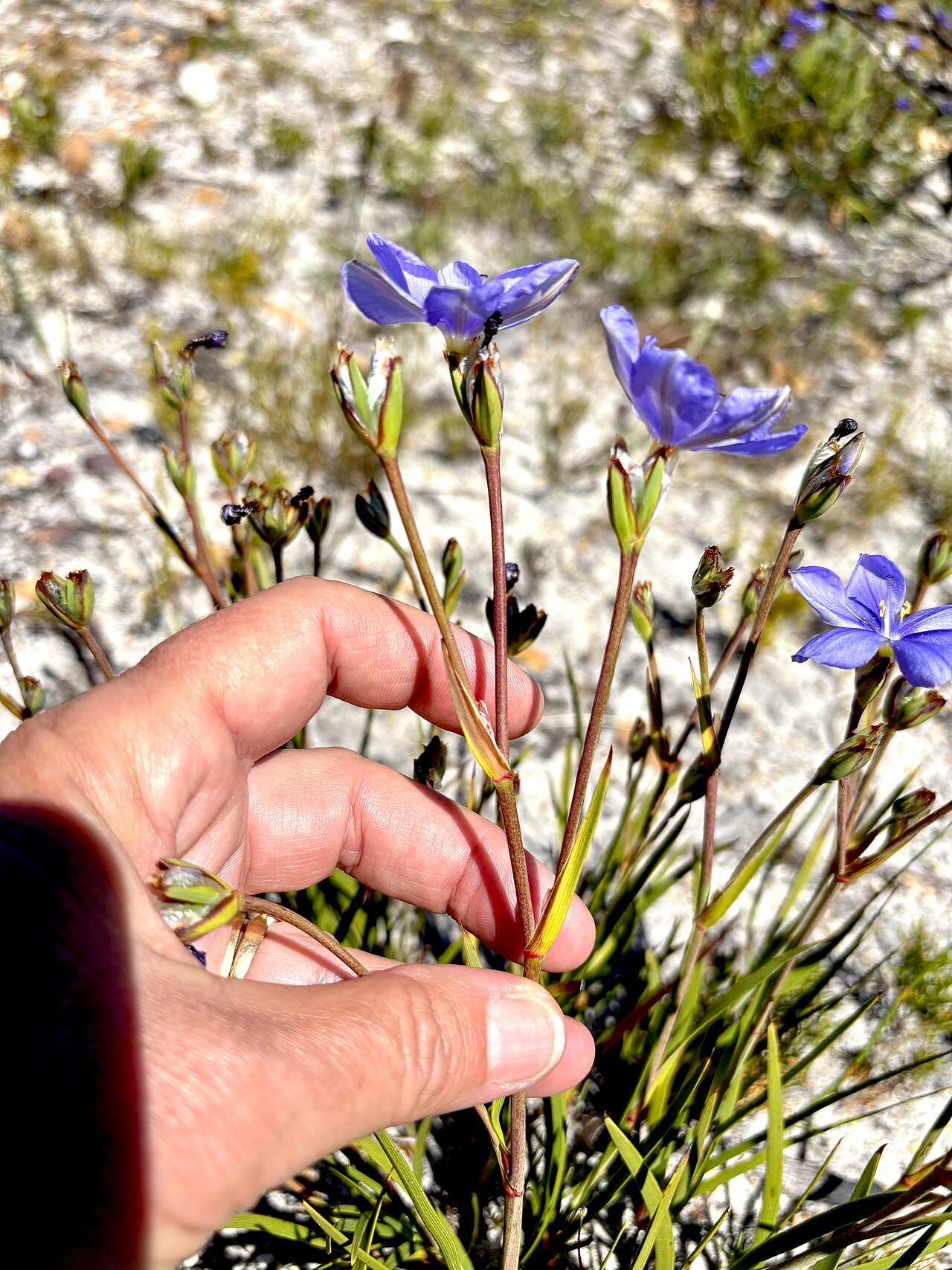 Aristea recisa: Aristea recisa, inflorescence