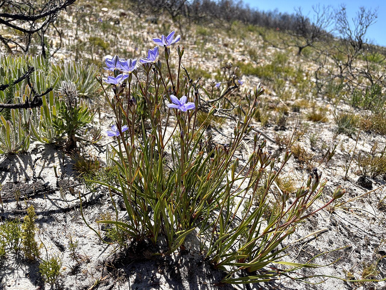 Aristea recisa: Aristea recisa, habit