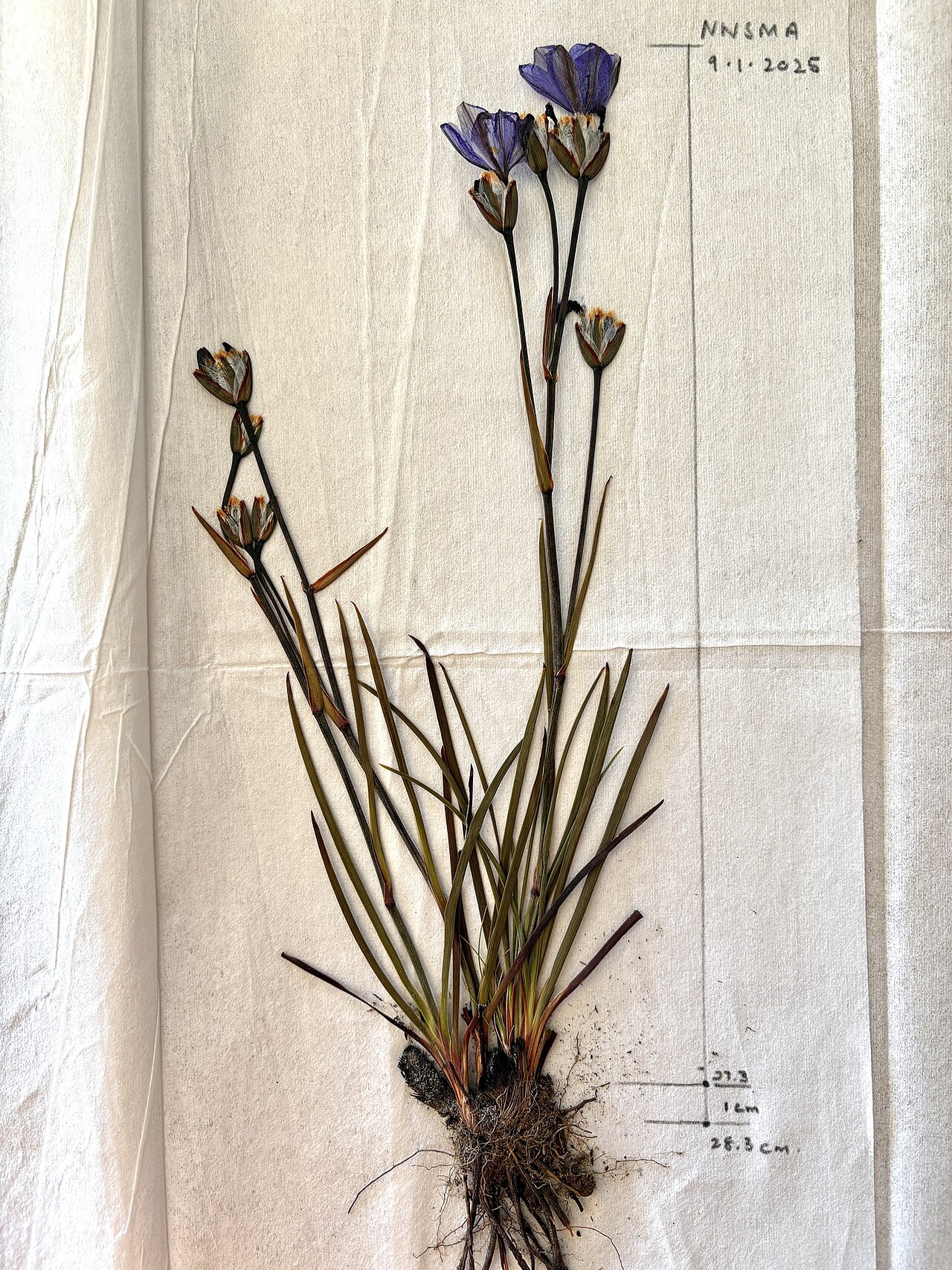 Aristea recisa: Aristea recisa, herbarium