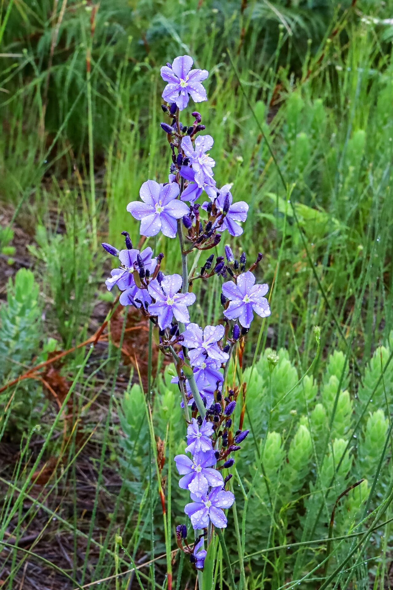 Aristea rigidifolia: Aristea rigidifolia, inflorescence