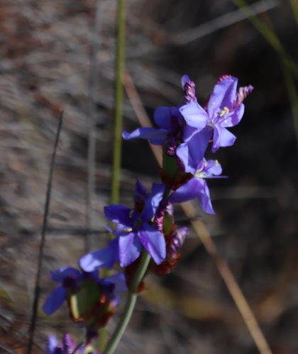Aristea rigidifolia (Aristea rigidifolia)