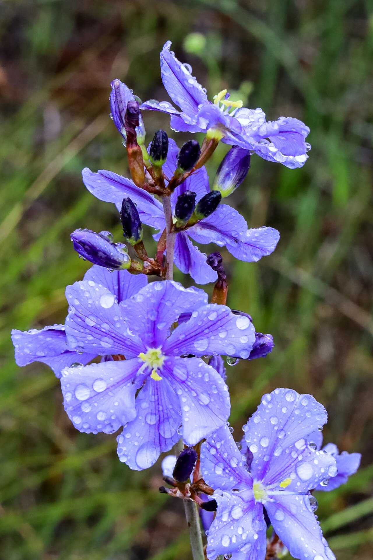 Aristea rigidifolia: Aristea rigidifolia, inflorescence