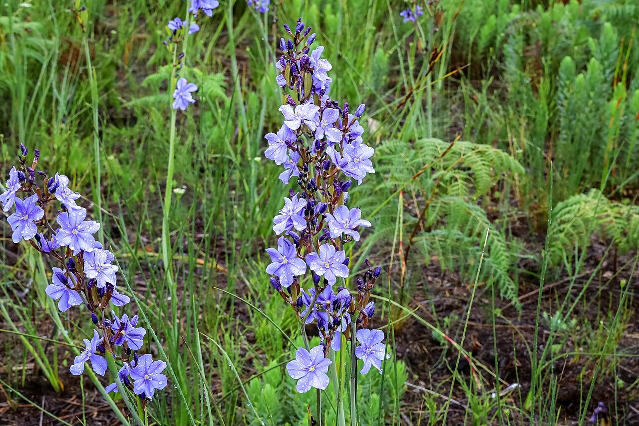Aristea rigidifolia: Aristea rigidifolia, inflorescence
