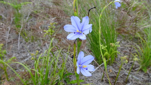 Aristea simplex (Aristea simplex)