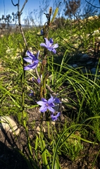 Aristea simplex (Aristea simplex)