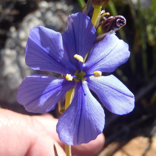 Aristea simplex (Aristea simplex)