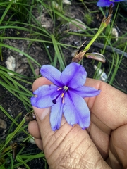 Aristea simplex (Aristea simplex)