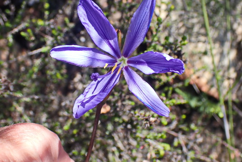 Aristea simplex (Aristea simplex)