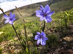 Aristea simplex (Aristea simplex)
