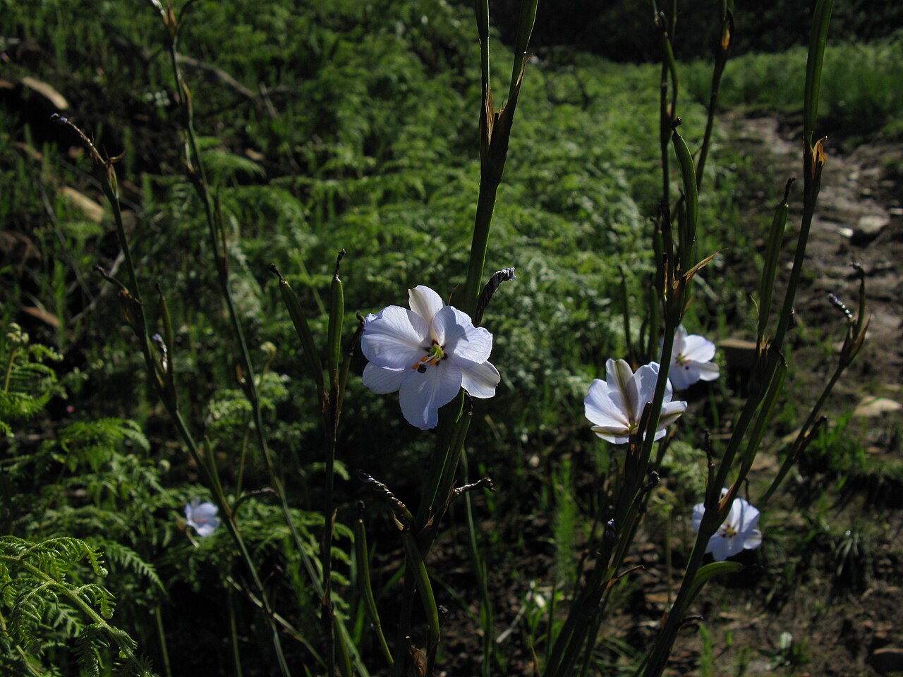 Aristea spiralis: Aristea spiralis typical cluster in flower. Endemic to Cape Fynbos mountains