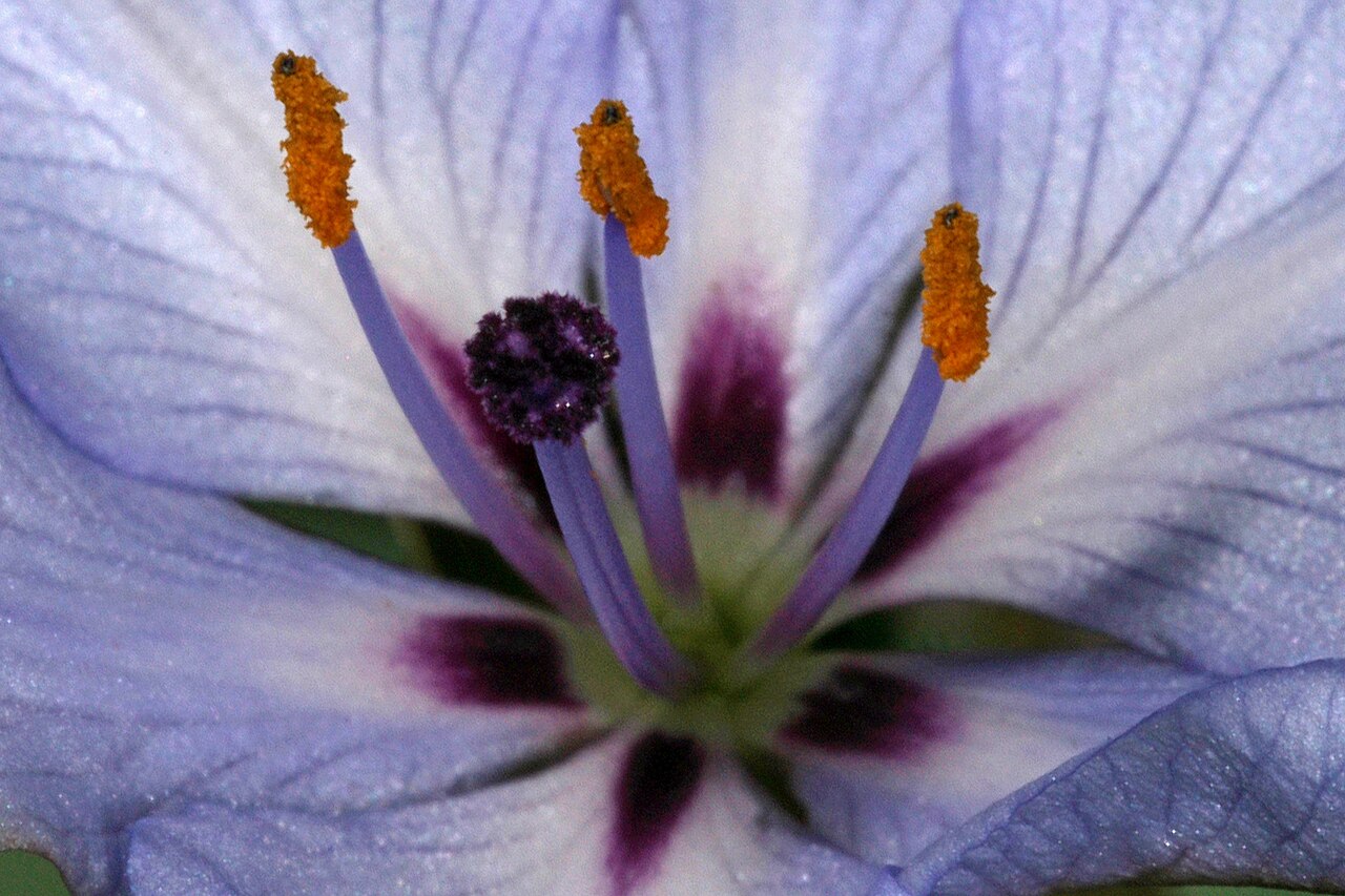 Aristea spiralis: Aristea spiralis (pale blue form), detail of flower centre; Caledon Wild Flower Show, Caledon, Western Cape, South Africa