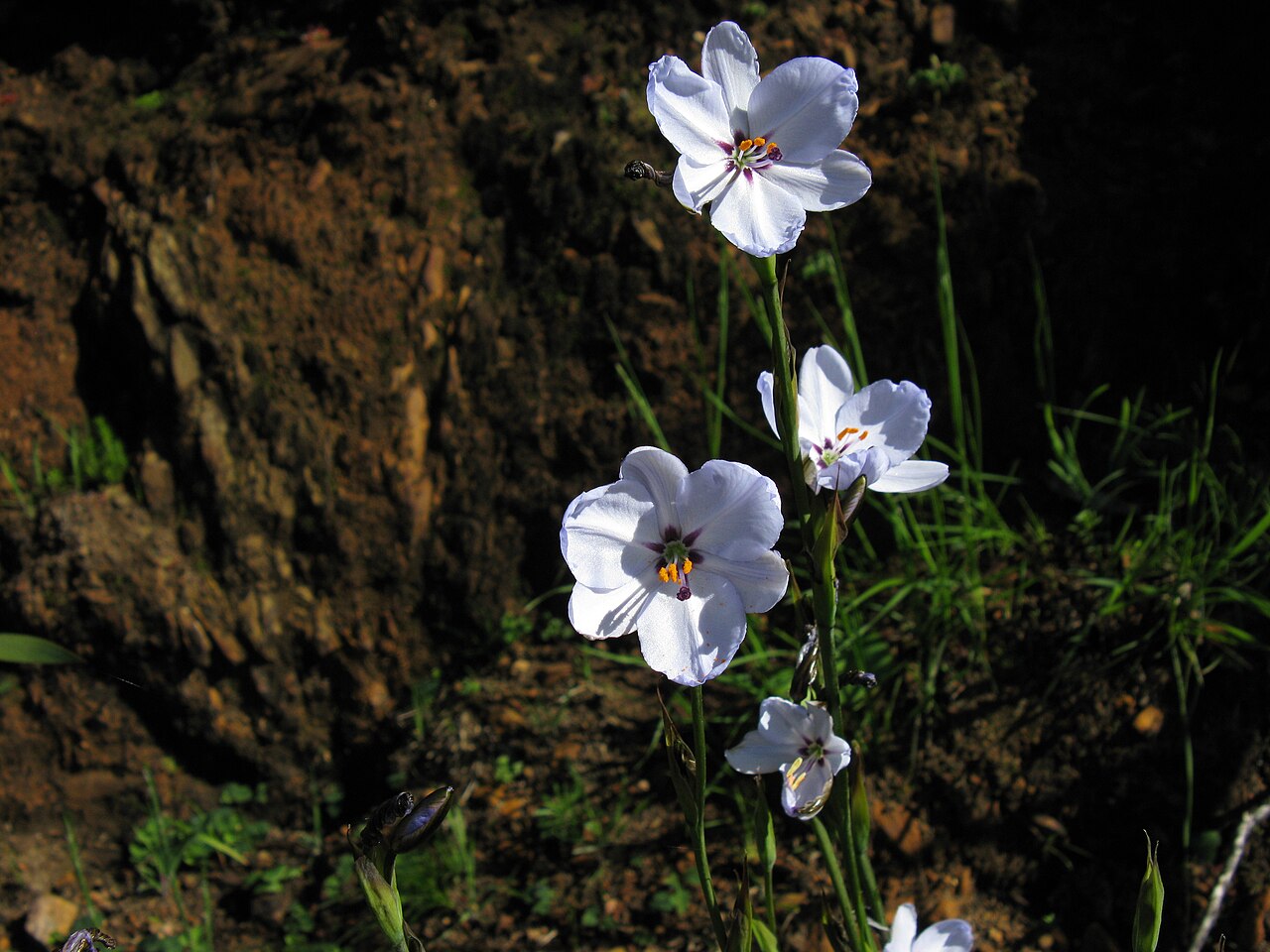 Aristea spiralis: Aristea spiralis Separate young plants. Endemic to Cape Fynbos mountains