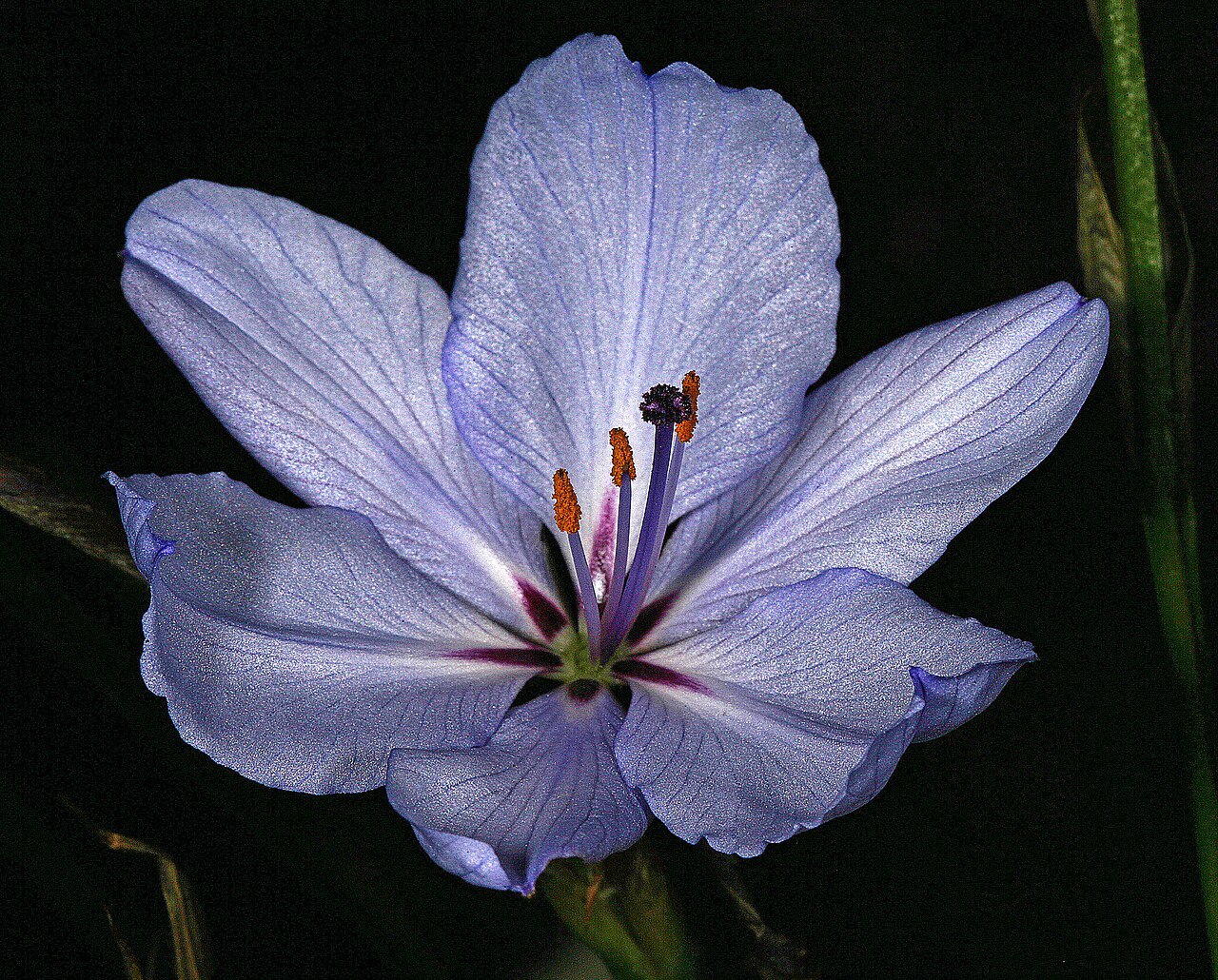 Aristea spiralis: Aristea spiralis (pale blue form), flower; Caledon Wild Flower Show, Caledon, Western Cape, South Africa