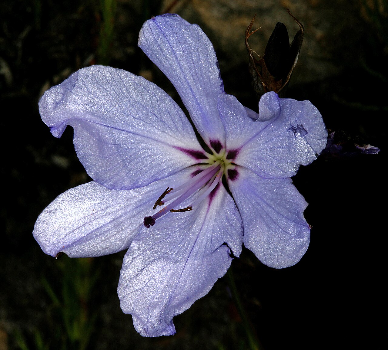 Aristea spiralis: Aristea spiralis (pale blue form), flower; Fernkloof Nature Reserve, Hermanus, Western Cape, South Africa
