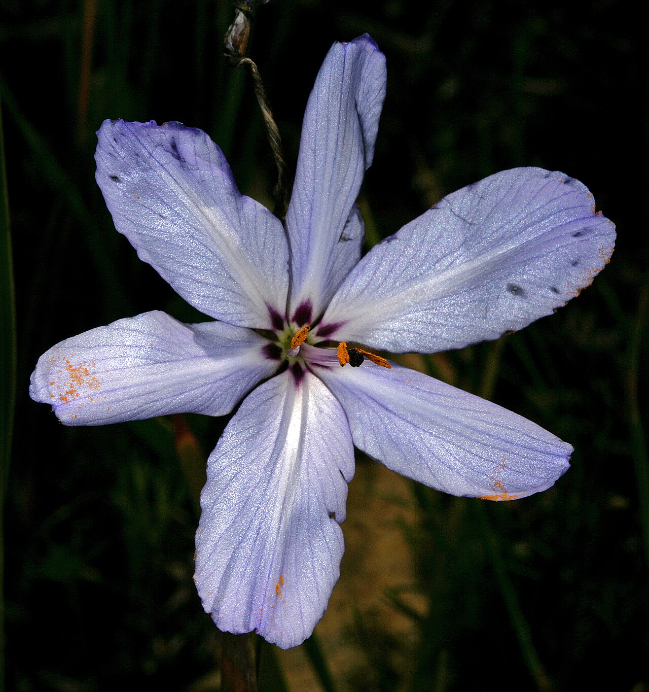 Aristea spiralis: Aristea spiralis (pale blue form), flower; Fernkloof Nature Reserve, Hermanus, Western Cape, South Africa