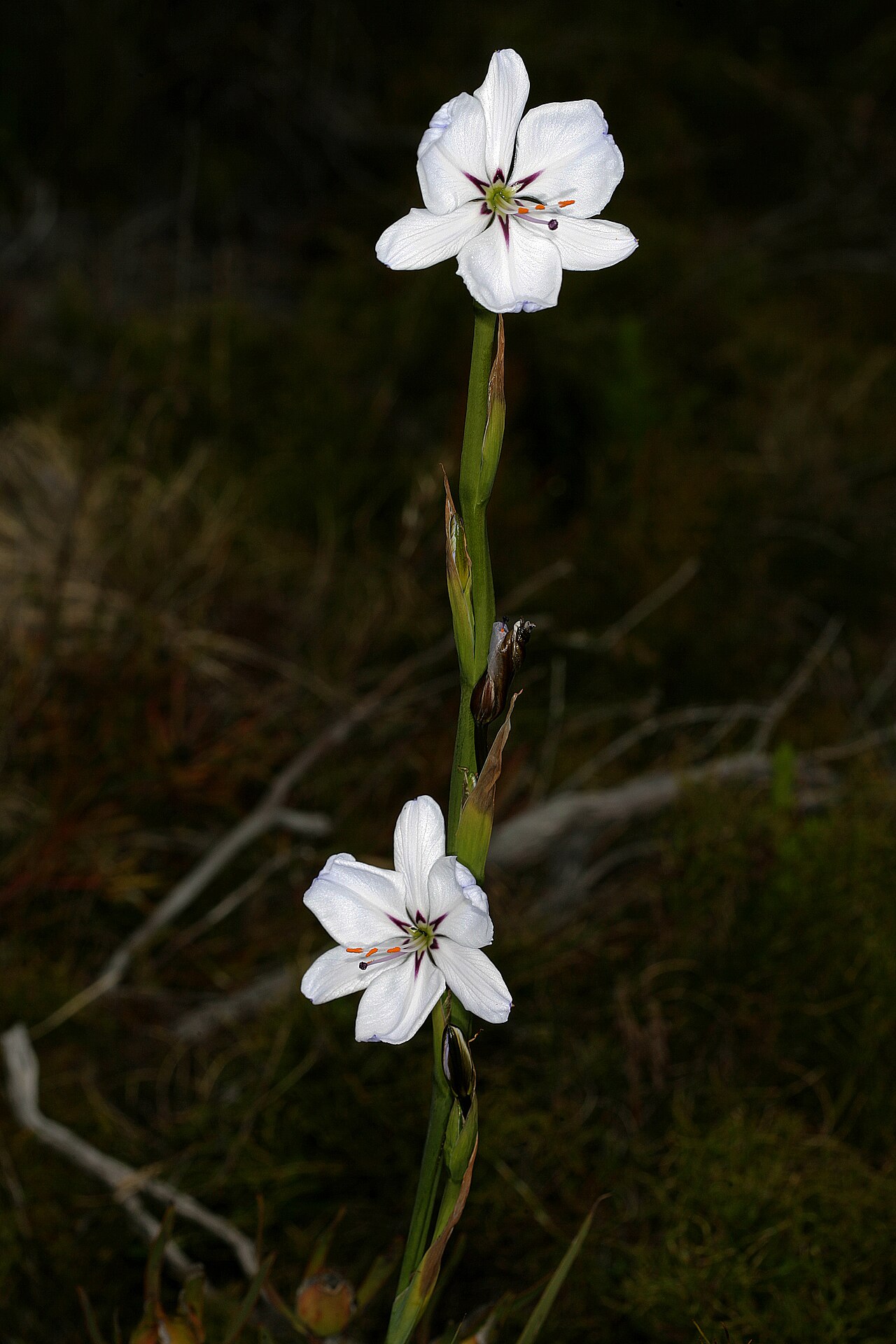 Aristea spiralis: Aristea spiralis (white form), inflorescence; Cape Point Nature Reserve, Cape Town, Western Cape, South Africa