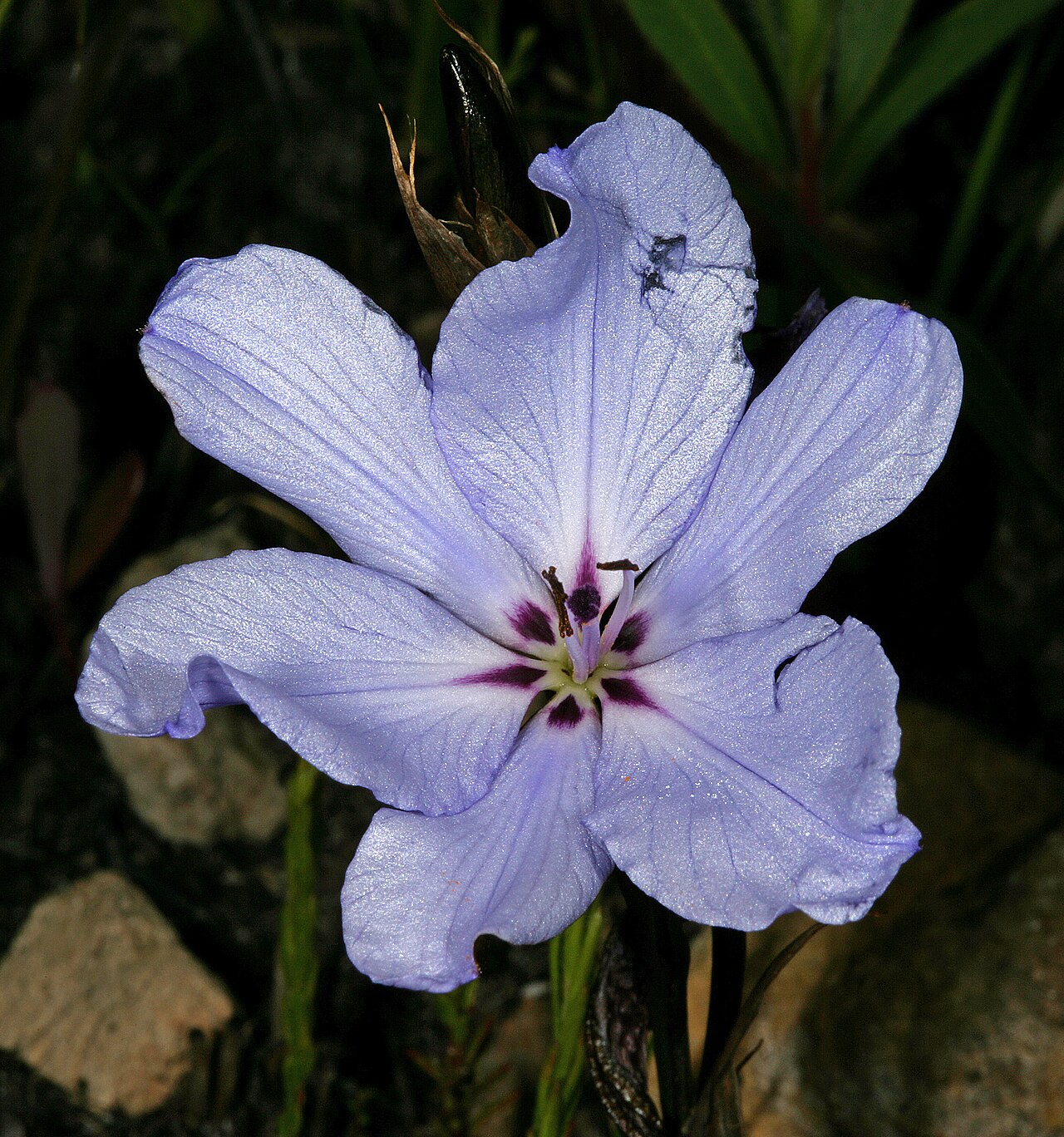 Aristea spiralis: Aristea spiralis (pale blue form), flower; Fernkloof Nature Reserve, Hermanus, Western Cape, South Africa