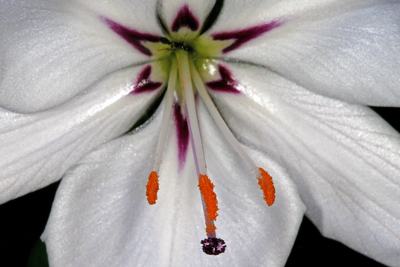 Aristea spiralis: Aristea spiralis (white form), detail of flower centre, with visiting ant; Cape Point Nature Reserve, Cape Town, Western Cape, South Africa