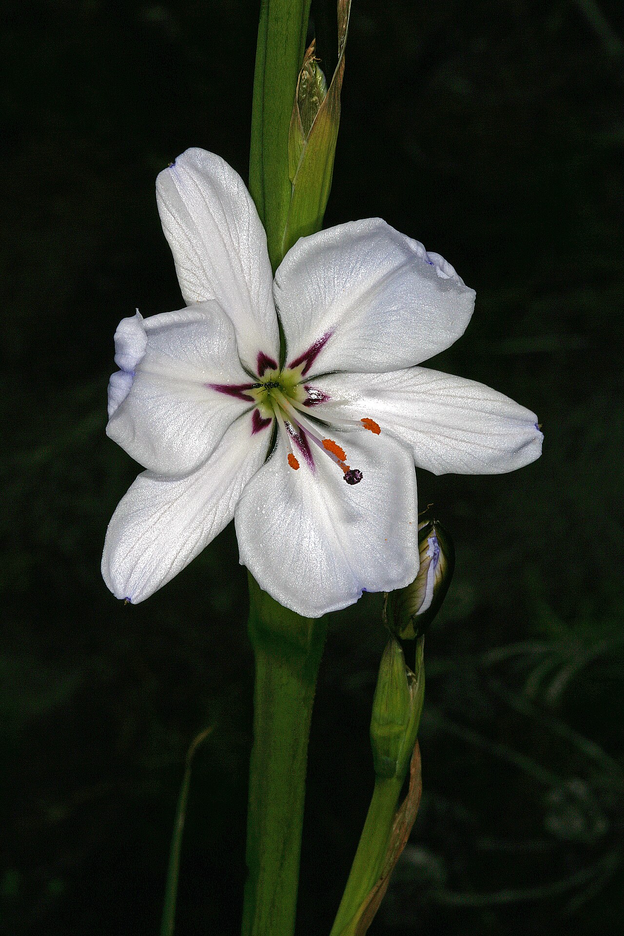 Aristea spiralis: Aristea spiralis (white form), flower; Cape Point Nature Reserve, Cape Town, Western Cape, South Africa