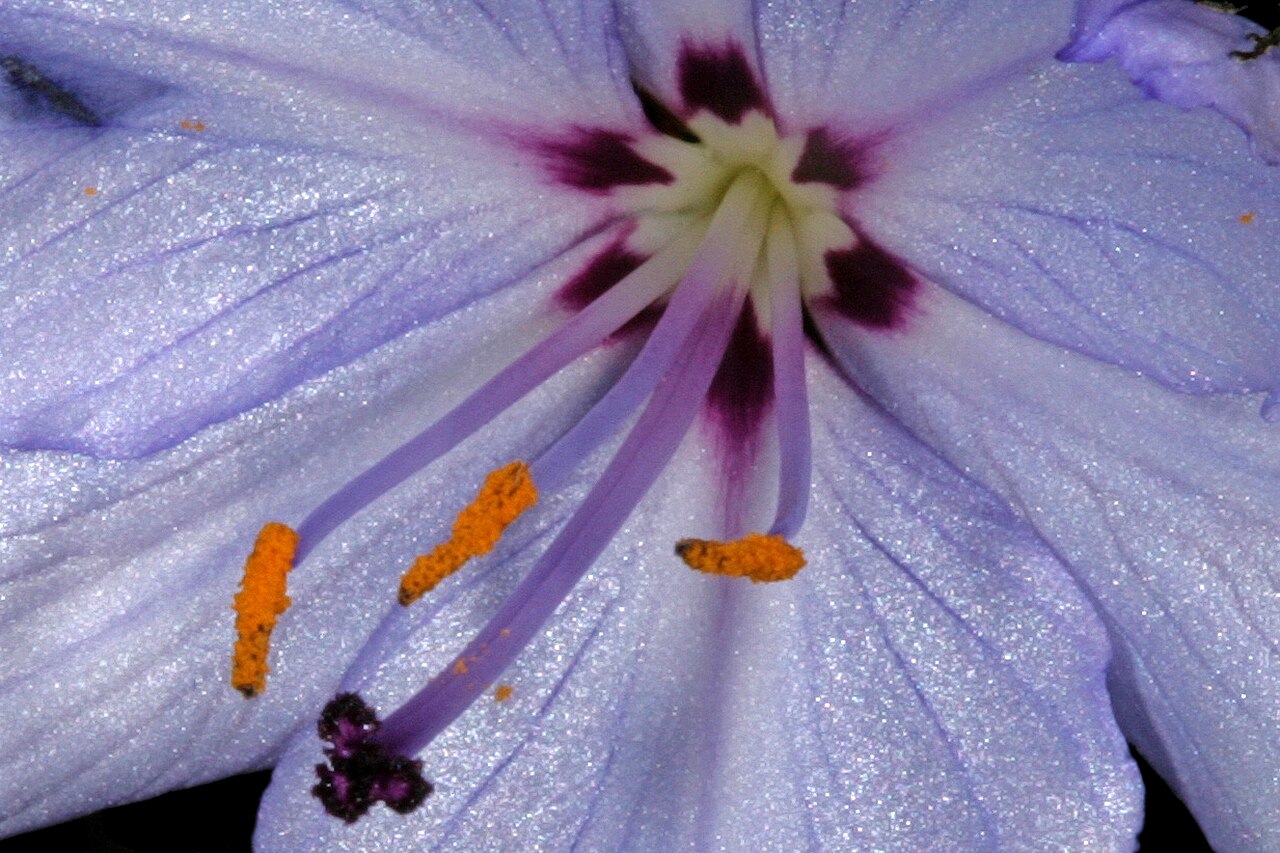 Aristea spiralis: Aristea spiralis (pale blue form), detail of flower centre; Fernkloof Nature Reserve, Hermanus, Western Cape, South Africa