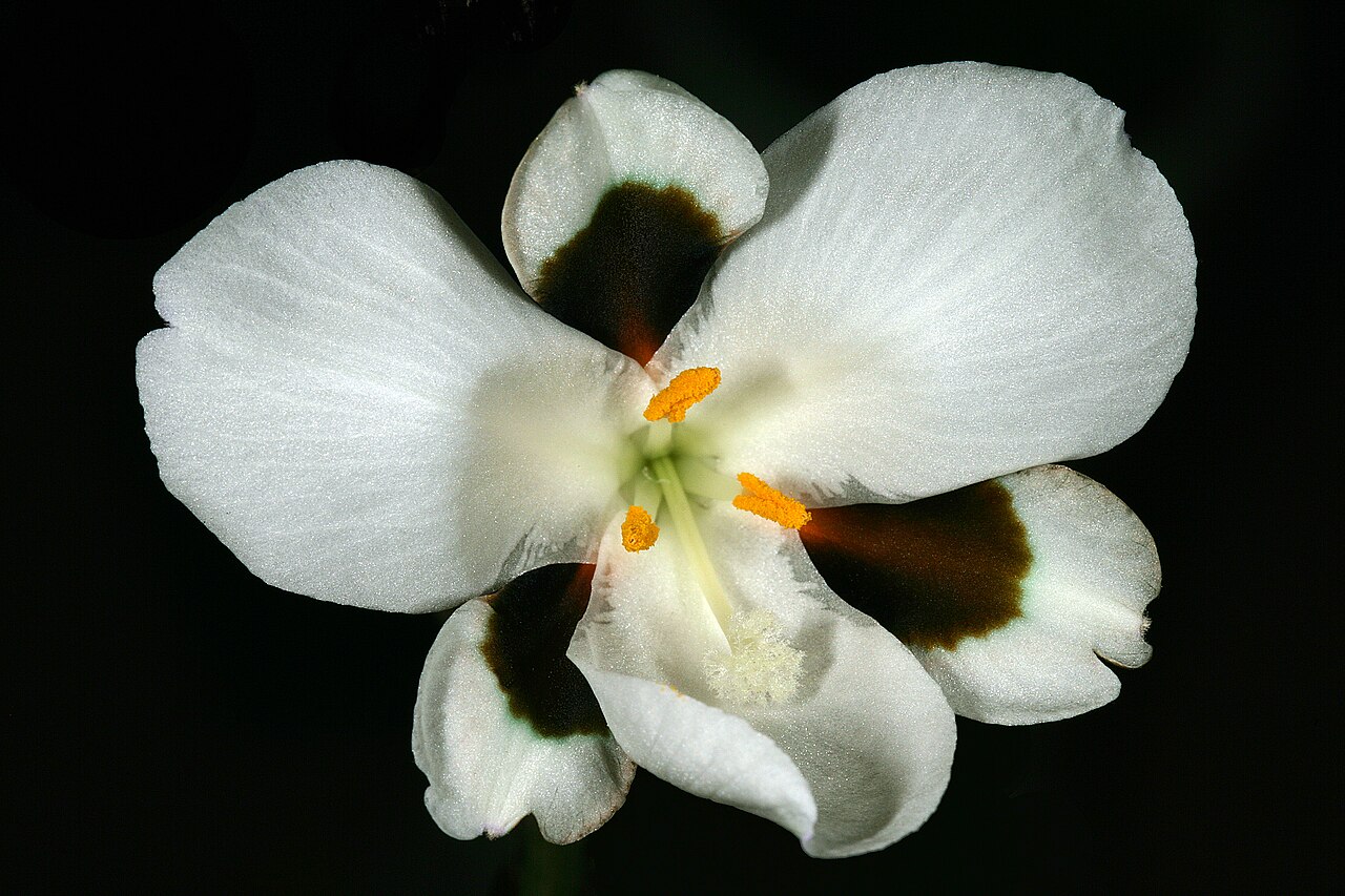 Aristea teretifolia: Aristea teretifolia , flower; Caledon Wild Flower Show, Caledon, Western Cape, South Africa