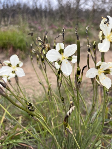 Aristea teretifolia (Aristea teretifolia)