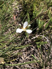 Aristea teretifolia (Aristea teretifolia)