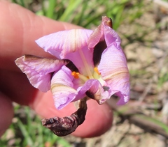 Aristea teretifolia (Aristea teretifolia)