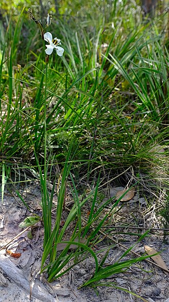 Aristea teretifolia: Aristea teretifolia in South Africa