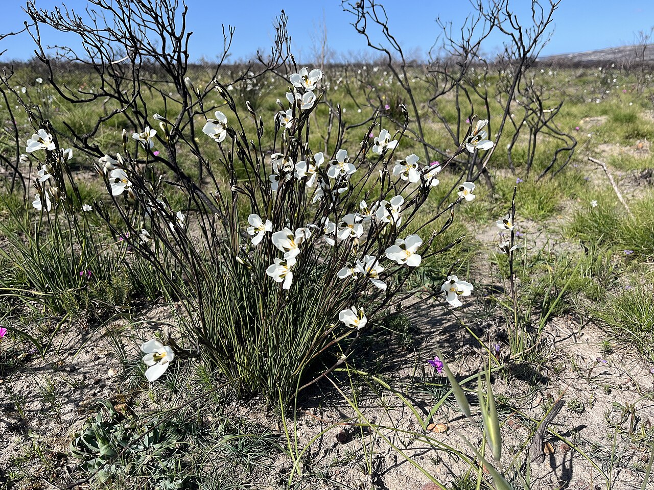 Aristea teretifolia: Aristea teretifolia in South Africa