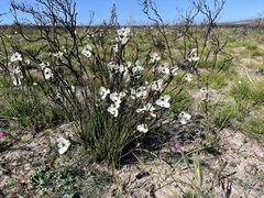 Aristea teretifolia (Aristea teretifolia)