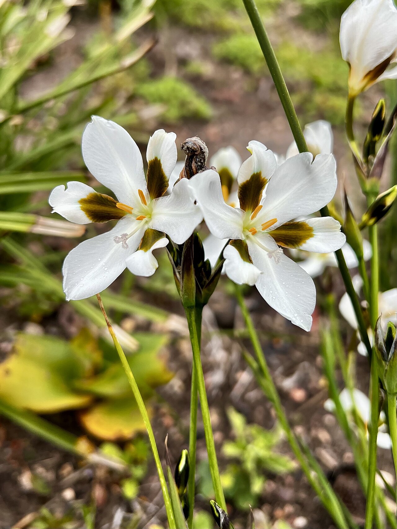 Aristea teretifolia: Aristea teretifolia in South Africa
