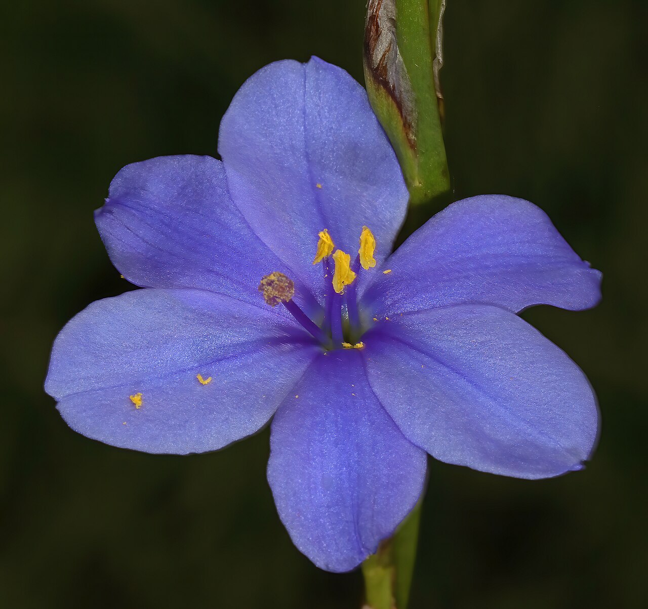 Aristea torulosa: Aristea torulosa , flower; grassland near Nottingham Road, KwaZulu-Natal, South Africa