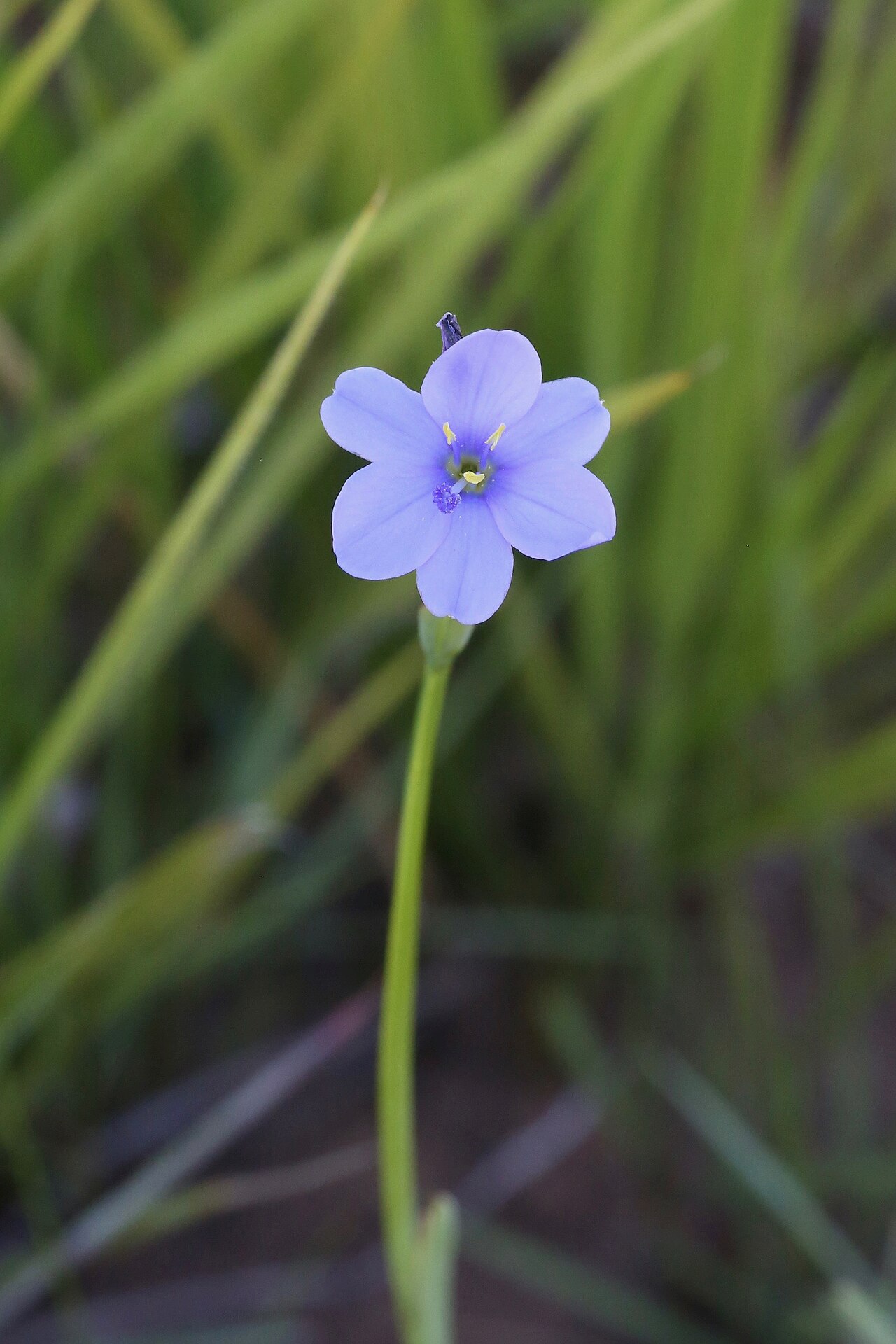 Aristea torulosa: South Africa, KwaZulu-Natal, Giants Castle Game Reserve.