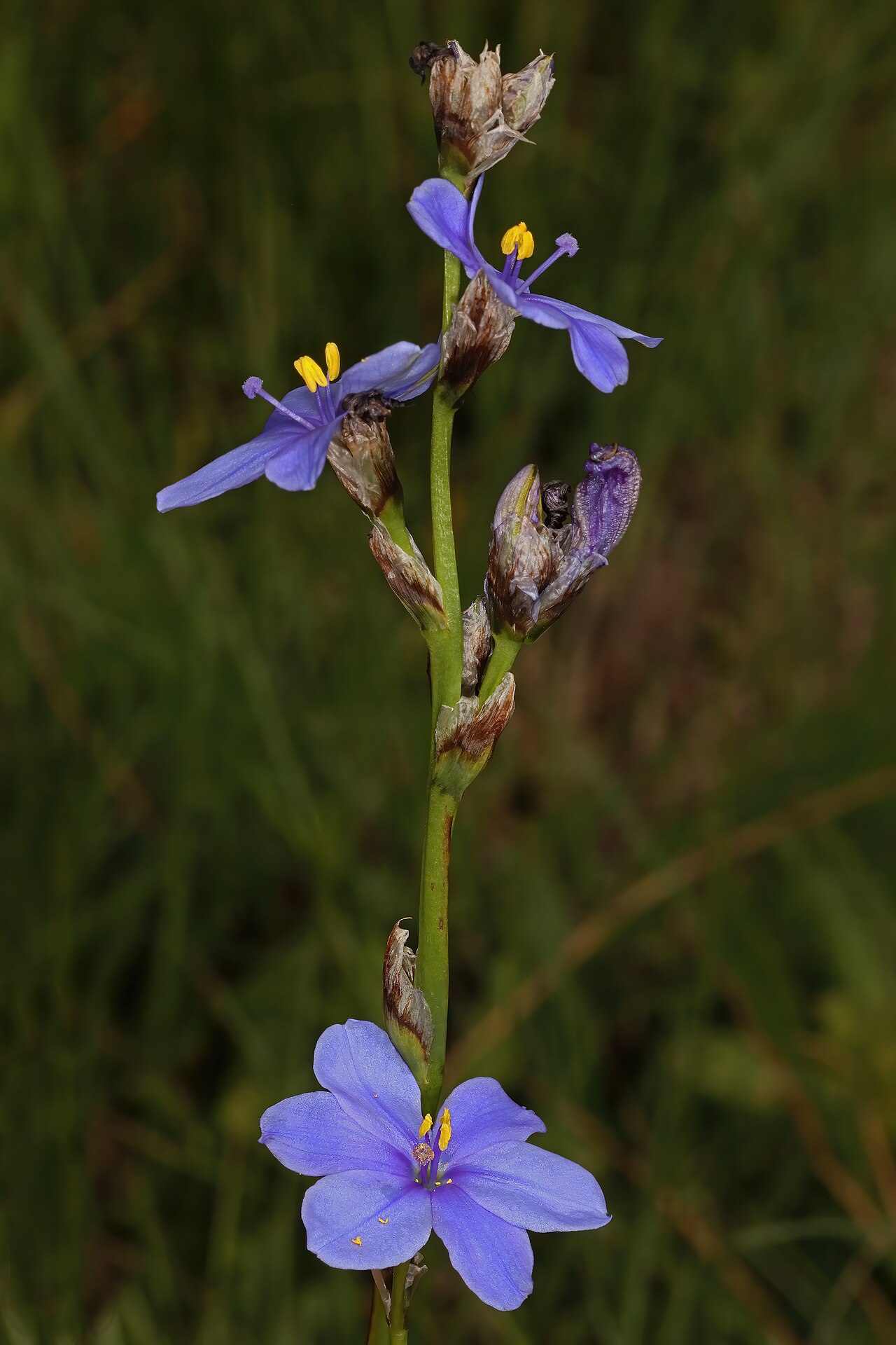 Aristea torulosa: Aristea torulosa , part of inflorescence; grassland near Nottingham Road, KwaZulu-Natal, South Africa