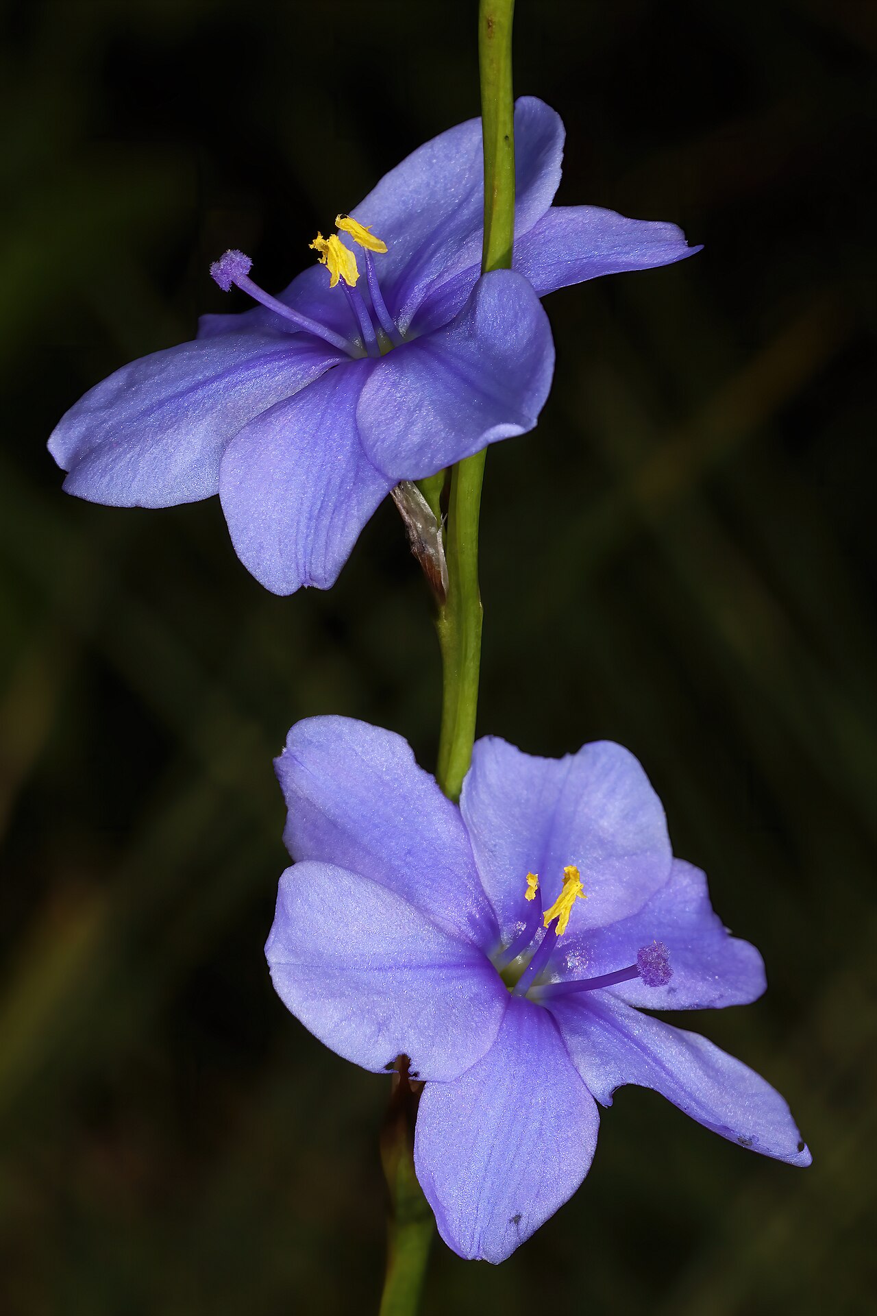 Aristea torulosa: Aristea torulosa , flowers; grassland near Nottingham Road, KwaZulu-Natal, South Africa