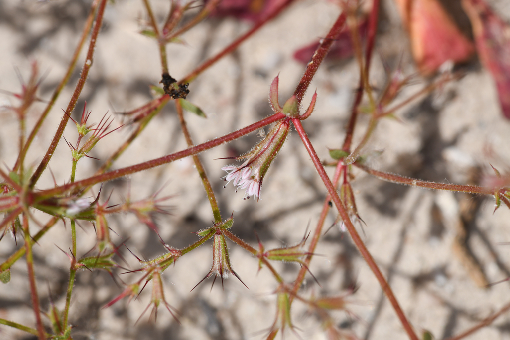 Indian Valley spinycape (Aristocapsa insignis)